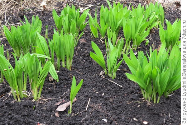 Первая витаминная зелень.