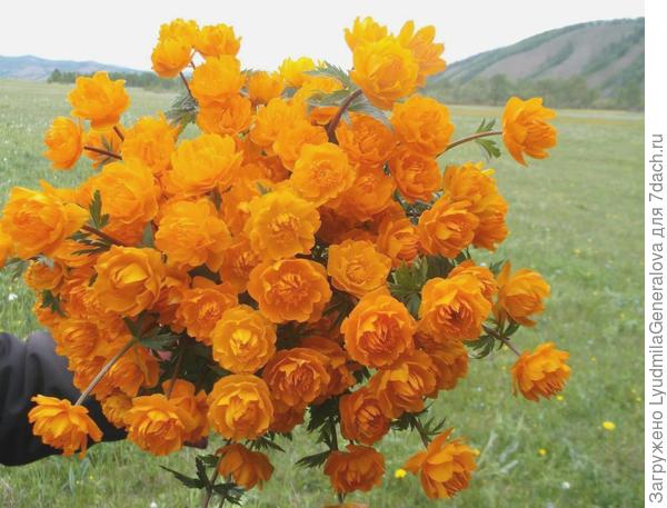 Скоро - скоро  и  огоньки зацветут!