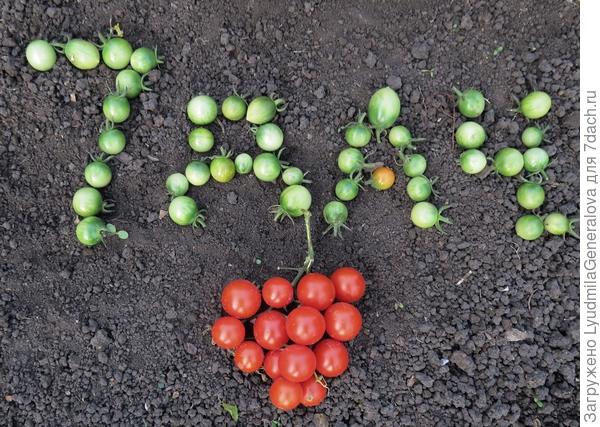 Помидорная веточка &quot;сердечком&quot;.