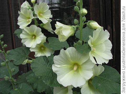 Остальные все простенькие, но разные. Оставляю пока цветение массовое.