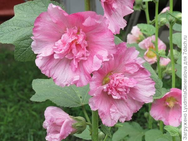 Розовая с претензиями на махровость