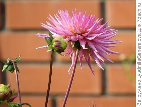 Рушана, забыла прицепить георгинку. Ну, и зачем клубни? Если успевают зацвести георгины из семян.  Тем более, я без претензий на какие-то экзотические сортовые. Спасибо, селекционерам, которые вывели такие "скороспелки".