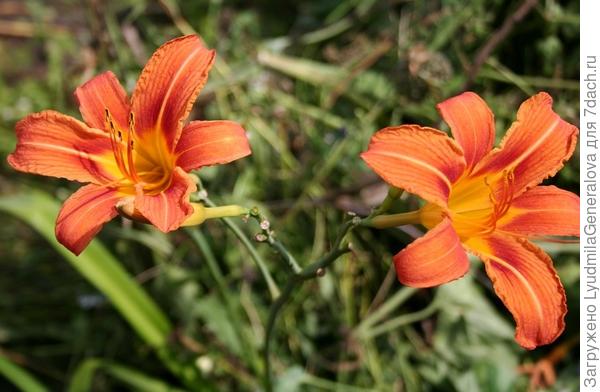 Последние цветы, середина августа.