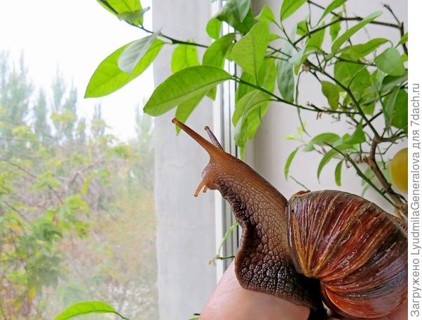 Мне интересно, есть мозг у нашей улитки?!