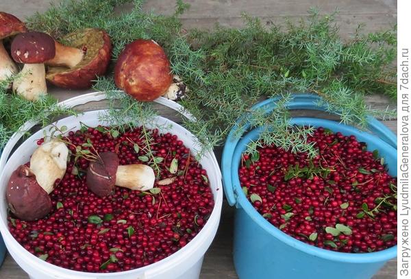 Вот наши прошлогодние &amp;quot;трофеи&amp;quot;. Я была на 7-м небе от счастья.