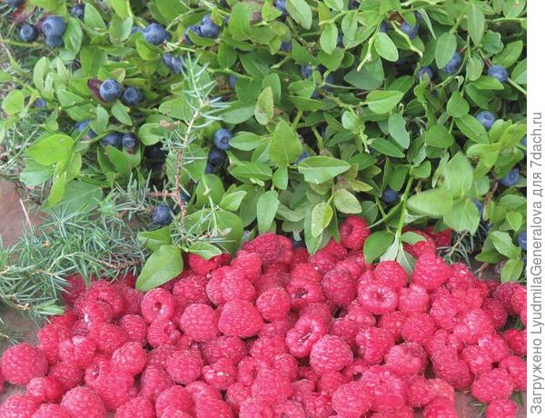 А поход в тайгу не удачным не бывает. Что-нибудь да принесёшь. Лист и ягода черники, можжевельника веточки, малина. Чем нибудь да одарит.