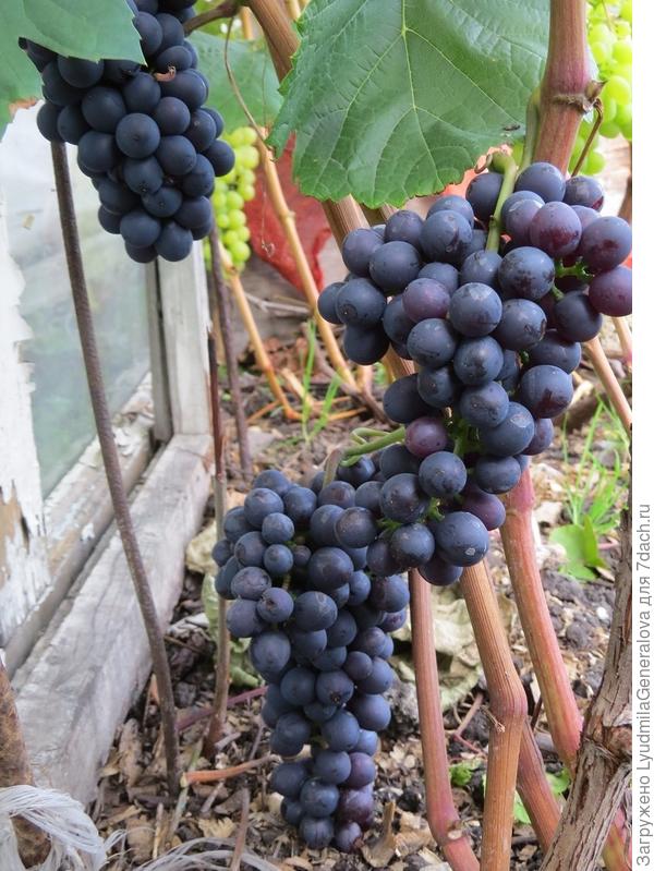 (ЧБЗ) Надела уйму ошибок, теперь надо исправлять. Но от одного вида (!!!) винограда я была на 7 небе от счастья.