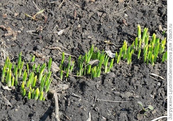 На дачах пробивается зелень. На фото -  шильца нарциссов.
