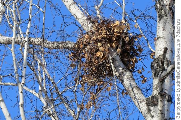 Но птицам некогда следить за прогнозами погоды, они все заняты строительством.