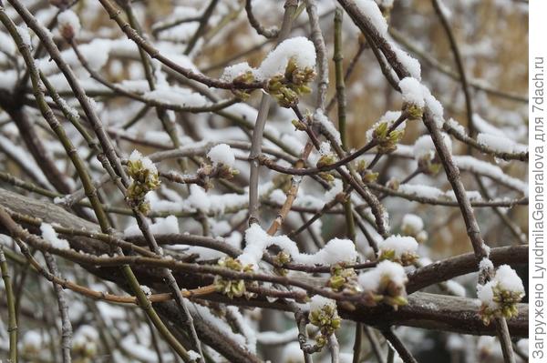 У клёна уже появились листочки. Снег-то ничего. А вот минус 11
