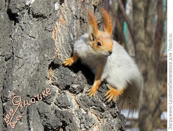 А это западносибирский привет дальневосточной семидачнице.