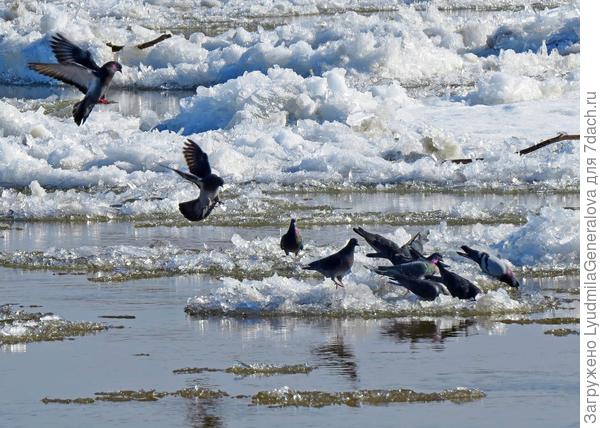 Голуби слетаются на &amp;quot;водопой!&amp;quot; На середине реки, наверное, вода вкуснее.