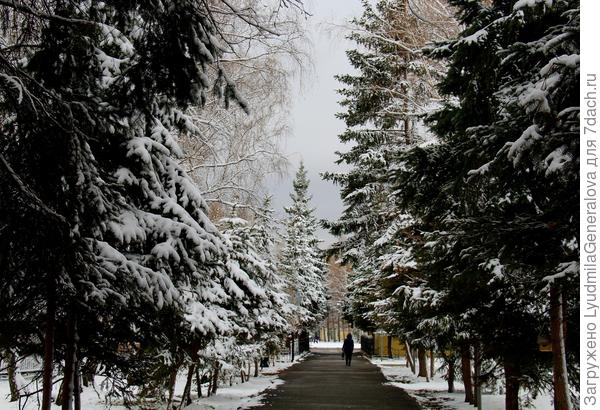 Аллея полувековых елей