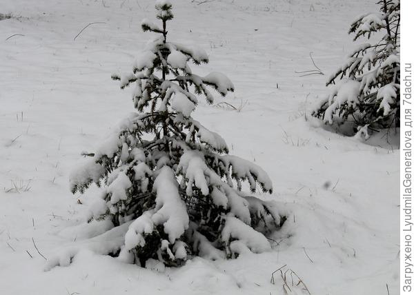 Маленькие ёлочки в снегу.