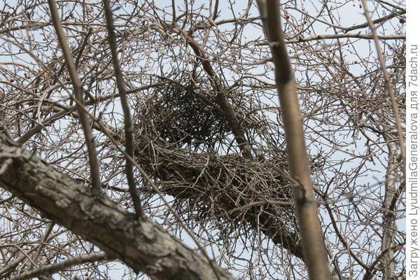 Гнездо сороки.