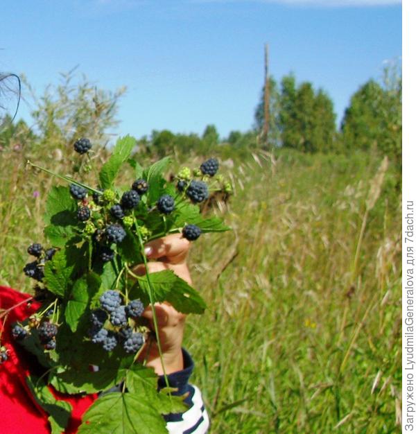 Вот она вкусняшка.