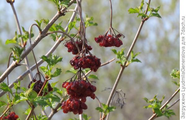 Молодая зелёная листва и сухие гроздья калины.