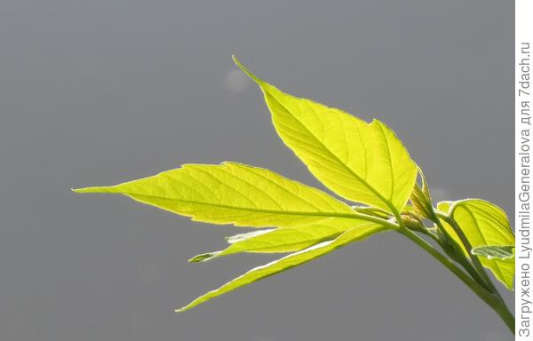 Вот такого новенького, уже обласканного солнышком:kiss: