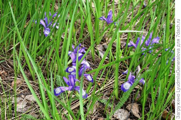 Кукушкины слёзки в конце мая в берёзовом лесу.