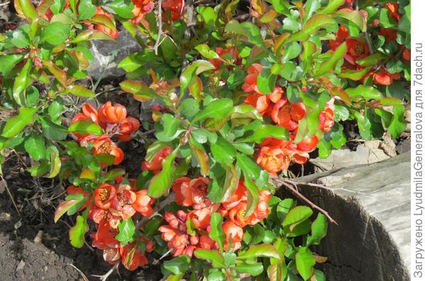 Пока не нашла в продаже. Но найду.