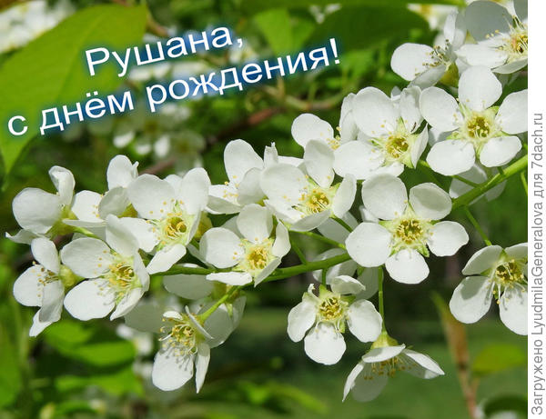 Пусть у тебя всегда в душе черёмуха цветёт!