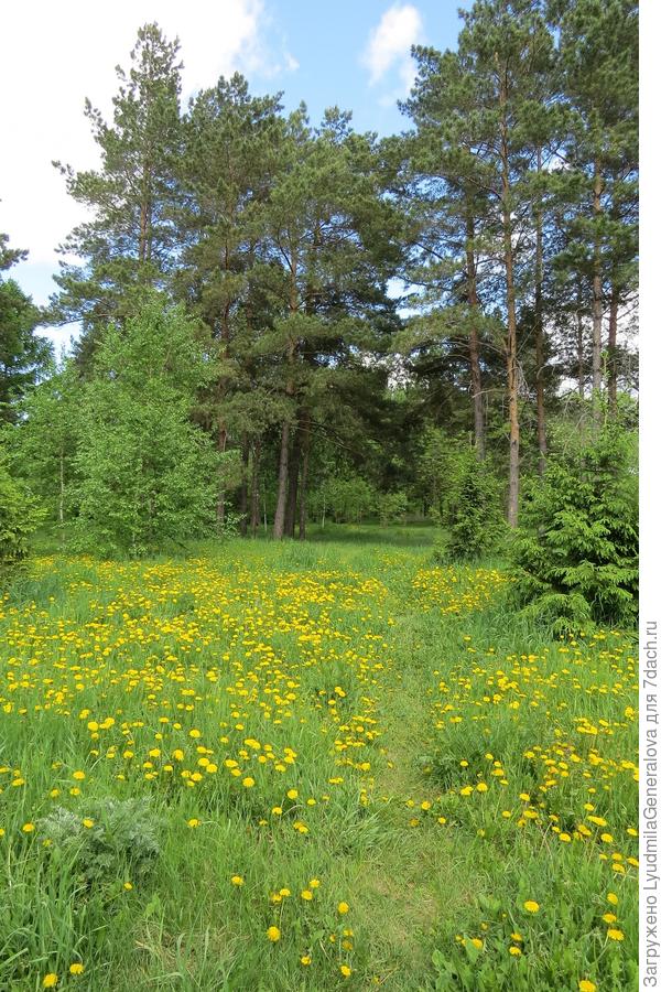 Все поля и газоны &amp;quot;забрызганы&amp;quot; одуванчиками.