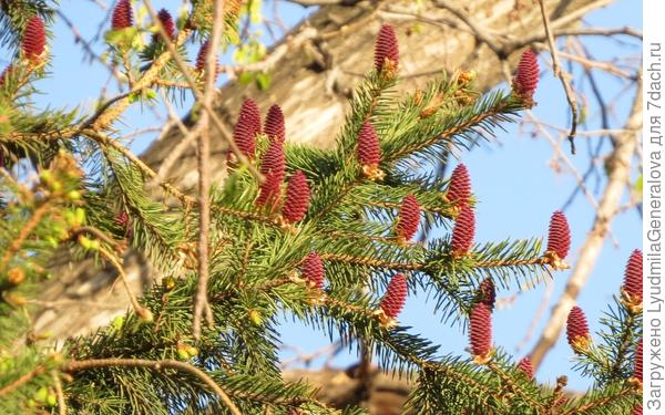 Ель уже неделю, как цветёт. Очаровательное зрелище!