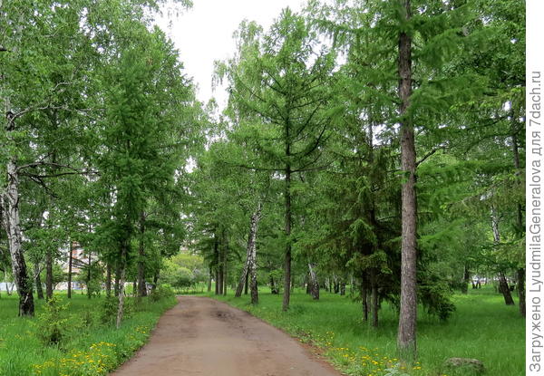 В нашем парке очень много посадок лиственницы сибирской. Весенней зеленью это дерево не отличается от лиственных так явно, как, например, сосна, пихта, ель.
