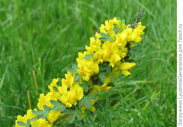 Веточка цветущего кустарника