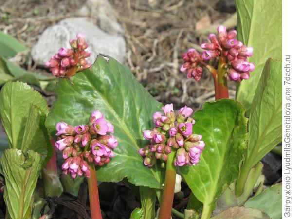 Бадан уже отцвёл, а крупные глянцевые листья рождаются один за другим - влаги в избытке в этом году.