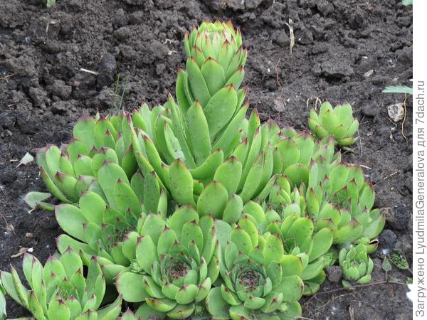 Молодило решило удивить цветением. Из одной розетки размножилось очень быстро. Умытые дождём розетки похожи на зелёные кувшинки.