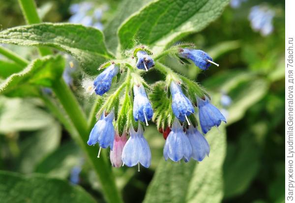 Огуречная трава "напилась" от пуза, как говорится. Вымахала до пояса!!