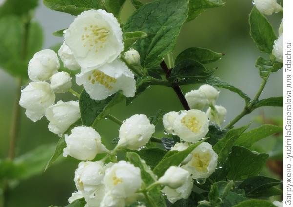 Чубушник на 100 раз умытый