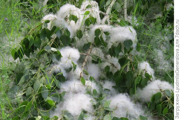 Ветку ветром обломило.