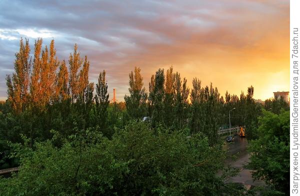 Закат разукрасил макушки высоких деревьев (пиромидальных тополей) золотыми красками. Наверняка вода в реке была золотой, но не бежать же к Иртышу за снимком.