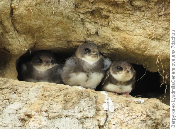 Это птенцы ласточек-береговушек?