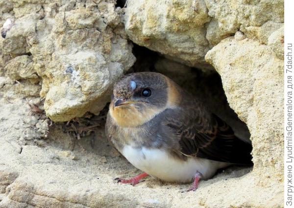 Когда все гнезда опустели и наступила тишина, я услышала одинокий писк.  Быстро вычислила птенца. За три дня пару раз видела, как кто-то из родителей подлетал к нему, и как он сам вылетал, но быстро возвращался. Пробовала подойти ближе - прятался глубоко в норку. На голове у птенца видна шишечка. Не жилец?