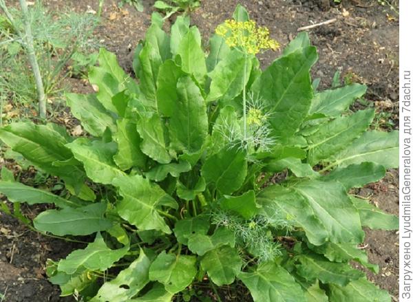 Ну, как этот кустик можно удалить? Ни блошки, ни цветоносов - чистенький. Пусть растёт, ждёт своего звёздного часа.