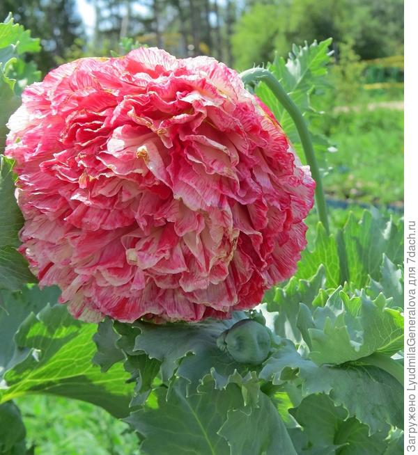 Вот такого махрового долголетия, успеха и настроения!!!