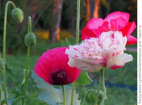 Счастья, любви, радости, улыбок!