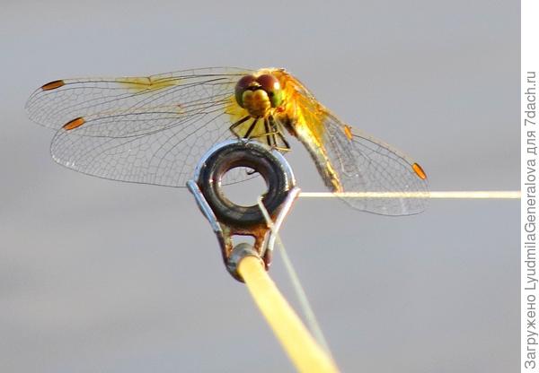 Анечка, желаю, чтобы все твои ожидания вознаграждались удачной поклёвкой!  Не только на рыбалке, но и в жизни. И как рыбак рыбаку - ни хвоста, ни чешуи!