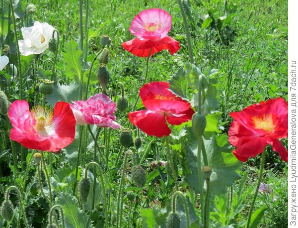 Всего самого хорошего - по летнему тёплого, светлого, весёлого!