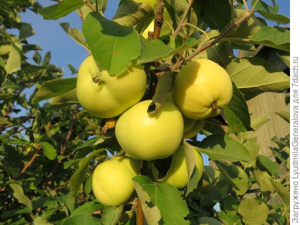 Белый налив давно прижился в Сибири