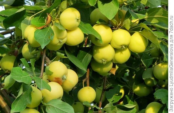 "Уральское наливное" до самого снега радует сочными яблочками