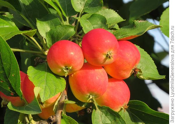 Красные фонарики