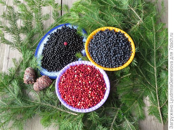Моё таёжное рандеву : черёмуха, черника и брусника и две кедровые шишки. Брусничка, конечно,  ещё недозрелая, но не удержалась немного набрала, вдруг больше не попадётся. Доспела уже... и употребилась (смайлик с улыбкой)