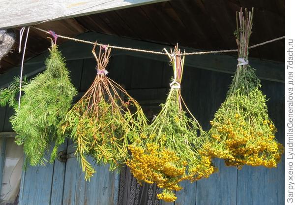 И травок, веничков разных насушила для баньки.