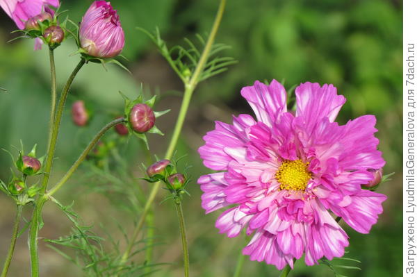 Очень  хотела космеи махровые увидеть на своём огороде и вот они красавцы - и белые, и розовые и с окантовочкой. Теперь задача, как бы семена собрать.