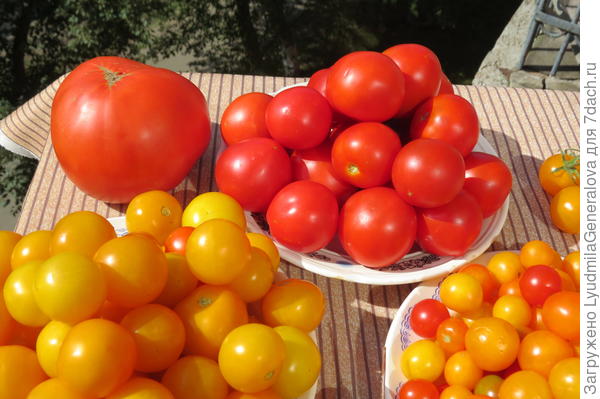 Мила, - красненькие это твоя &quot;дубрава&quot;.  Зинаида,  - жёлтенькие - все ваши ( справа - кудяблик) . Все попробовала вялить. И  позднее покажу результаты.