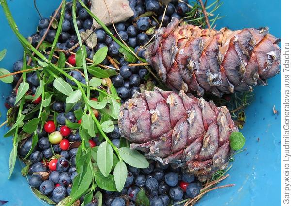 Ведро почти пустое. Зато букет пихтового и можжевелового лапника принесла. Но настроение - супер. Воздух, хоть жуй!  И куча фотографий, которые как-то надо  вытащить с мобильного, потому  отремонтированный &quot;ныряльщик&quot; все равно барахлит.